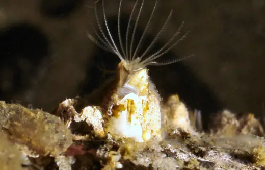 Explore the wonder of barnacles: from their unique adaptations to their ability to thrive in dynamic environments.