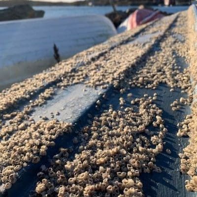 west coast barnacles