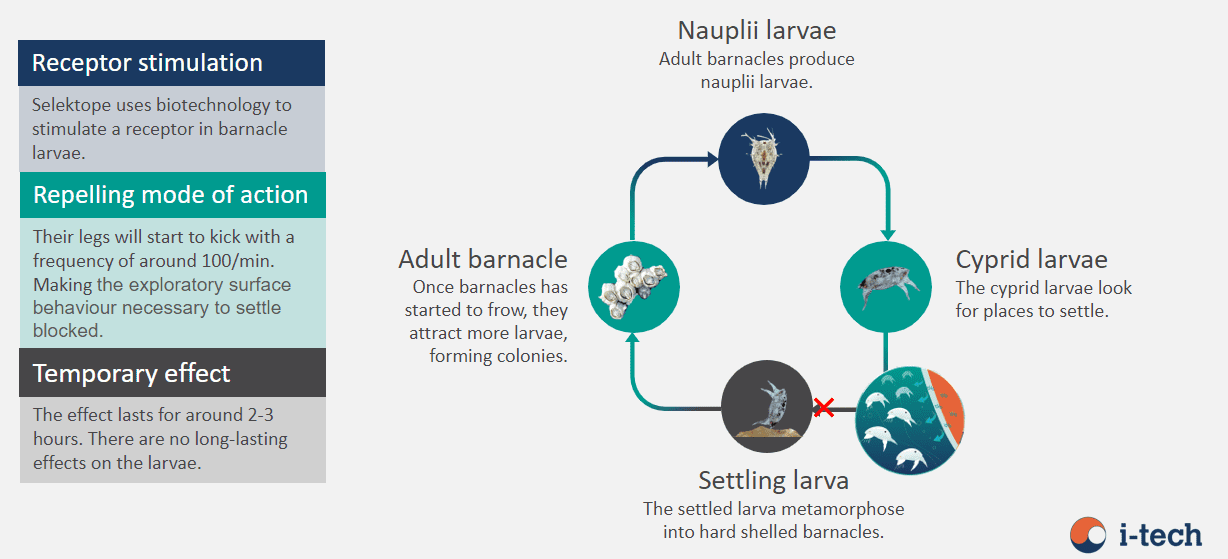 larva